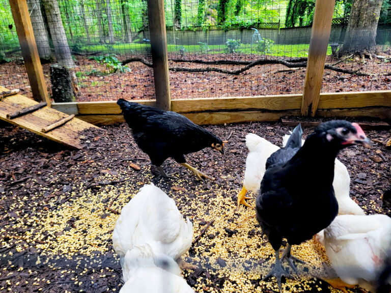 Easiest 5min DIY Chicken Feeder and Water Dispenser Using 5-Gallon Buckets